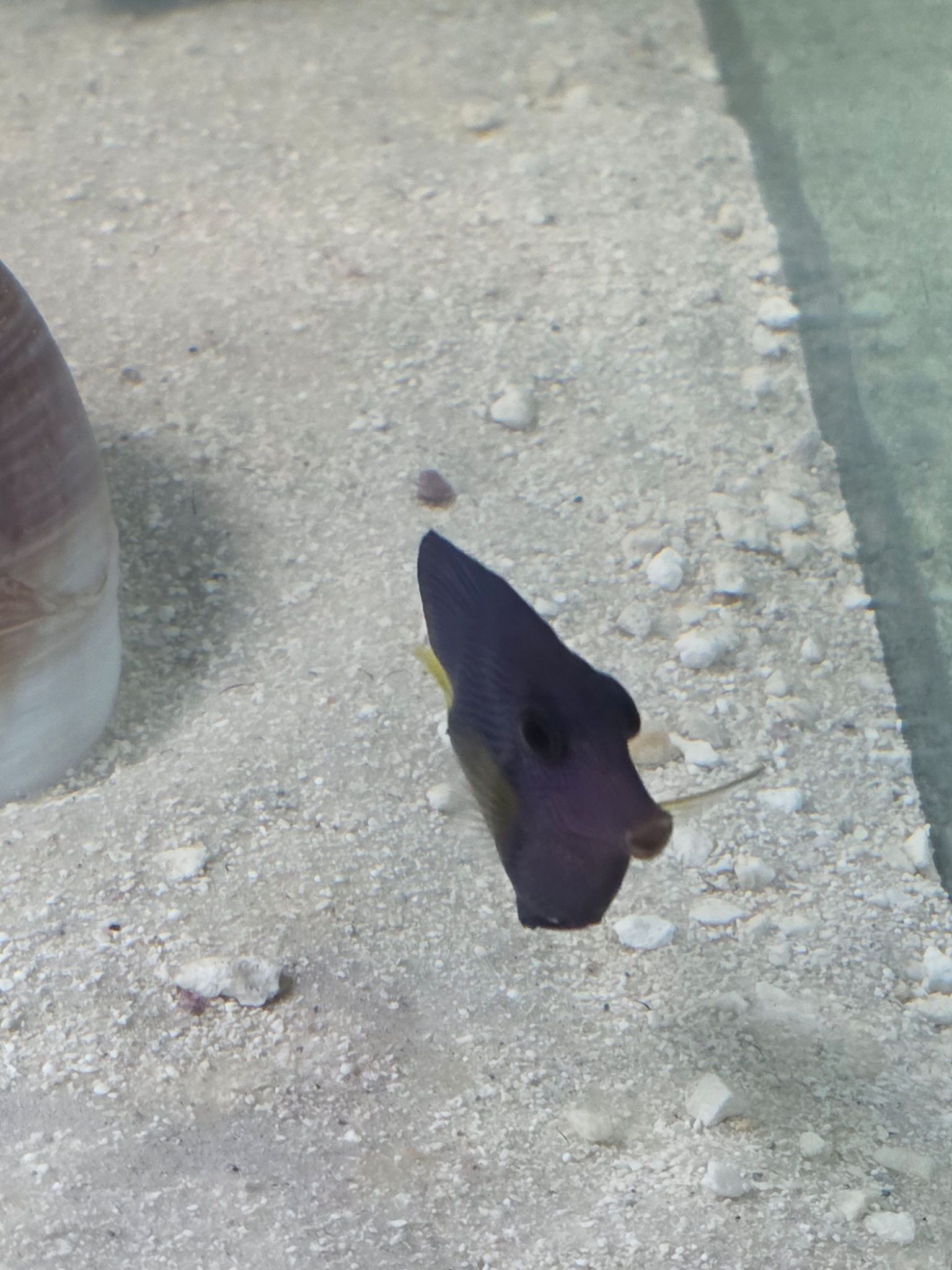 Baby Purple Tang Violet under two inches in reef tank - Purple Tang