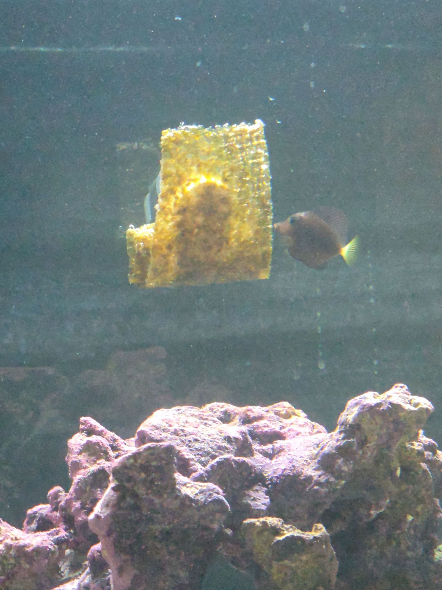 First photo of tiny Violet tang in reef aquarium - Purple Tang, Violet tang