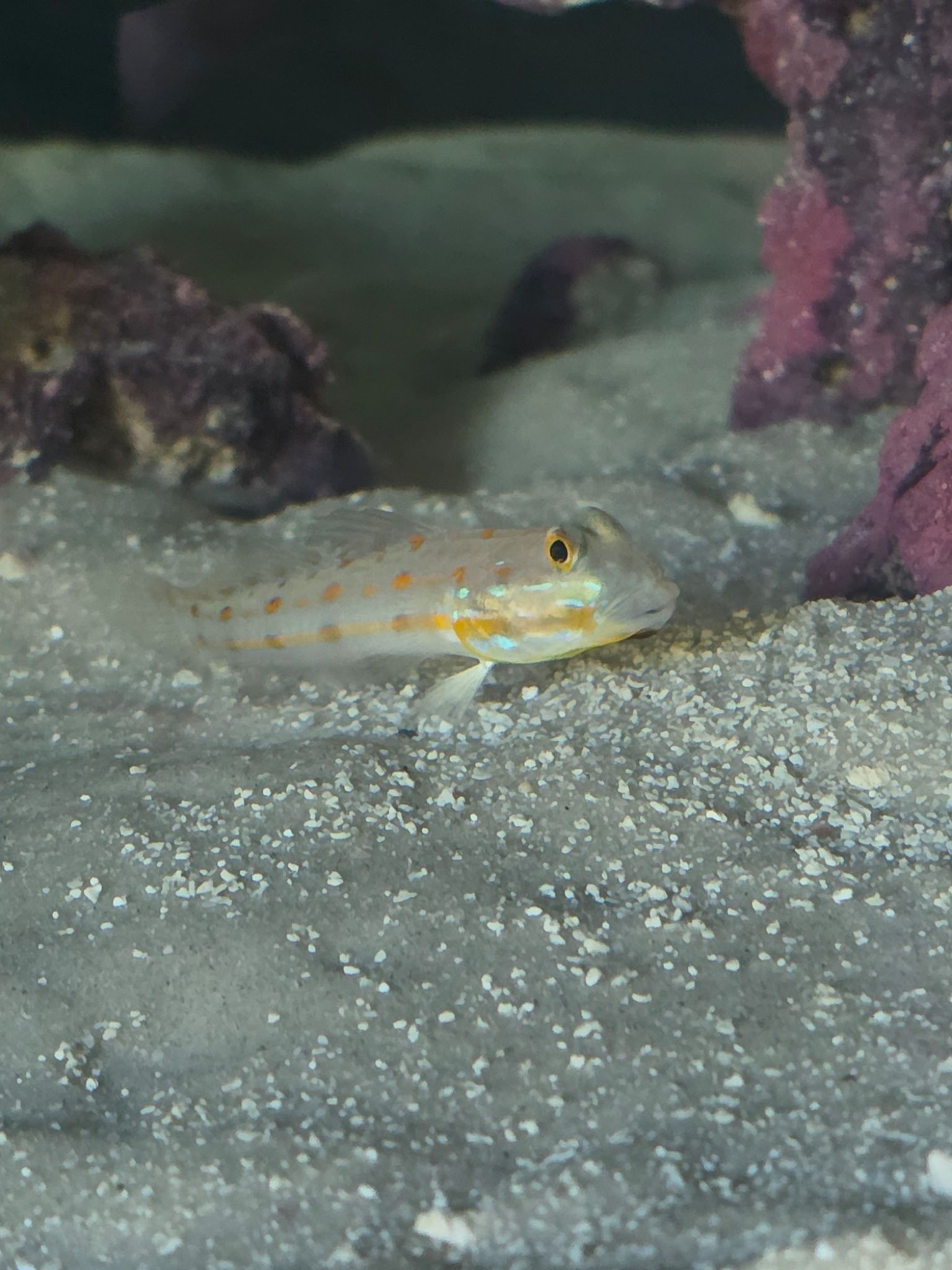 Diamond Goby named Richard with a funny naming story - Diamond Goby