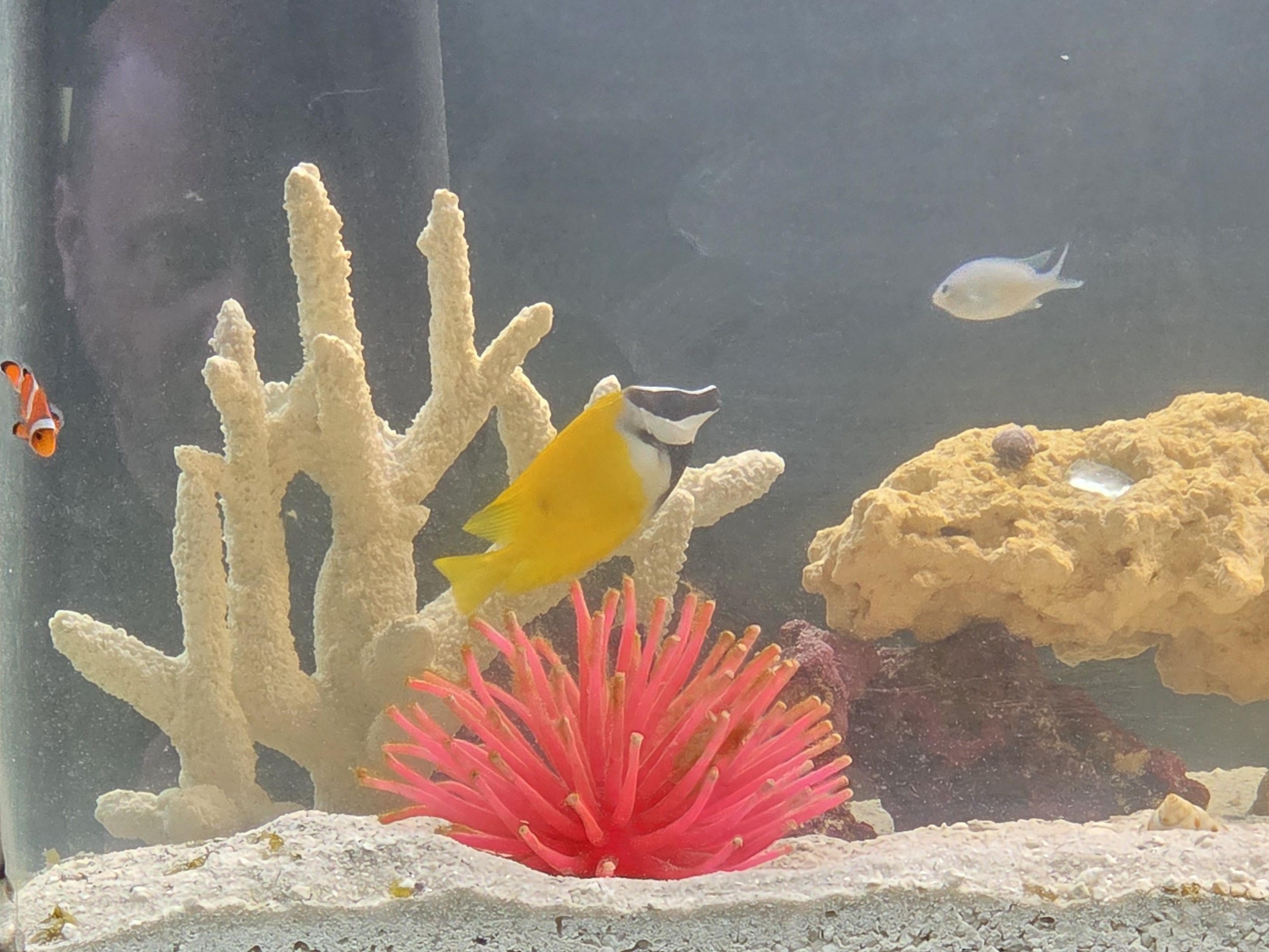 Tank Image