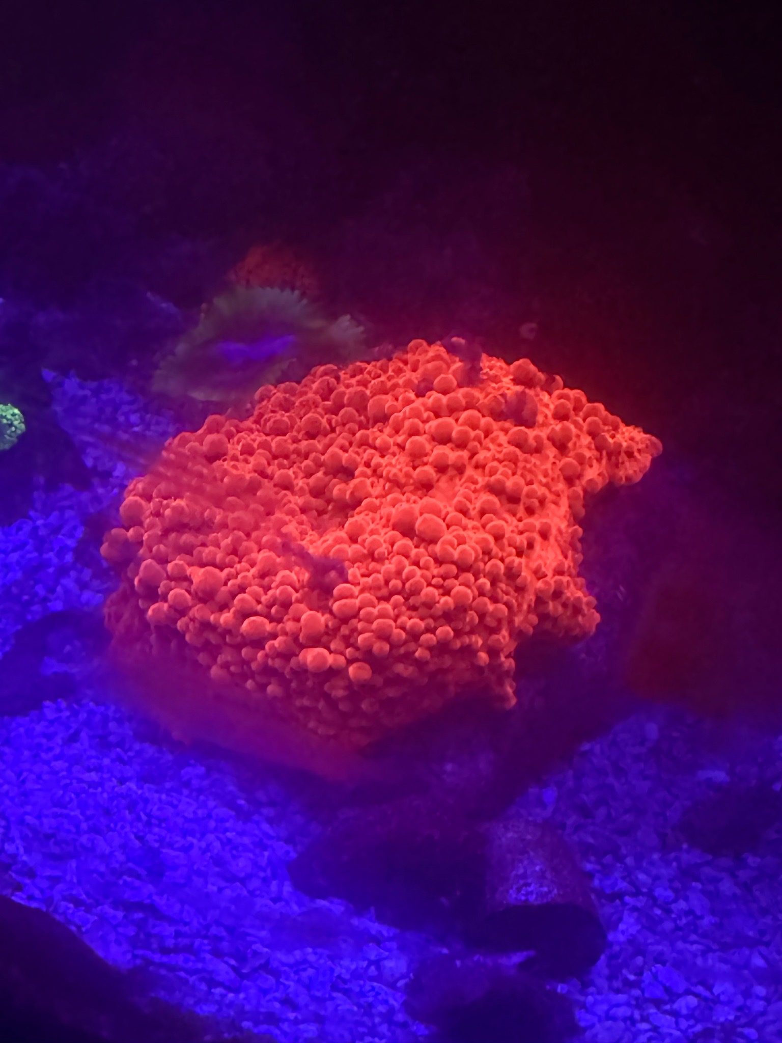 Has anyone seen a discoma coral start to bounce - discoma