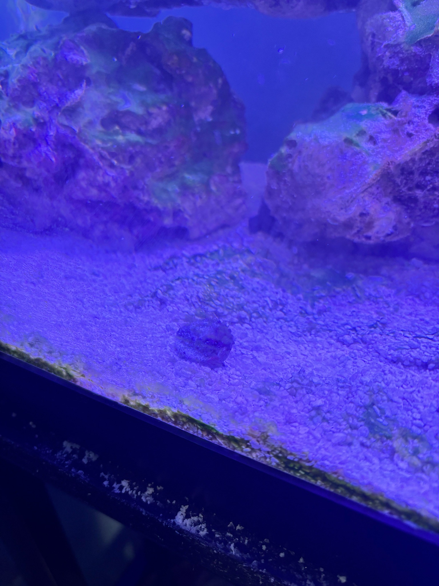 Why are my corals not opening at salinity 1.027 - coral