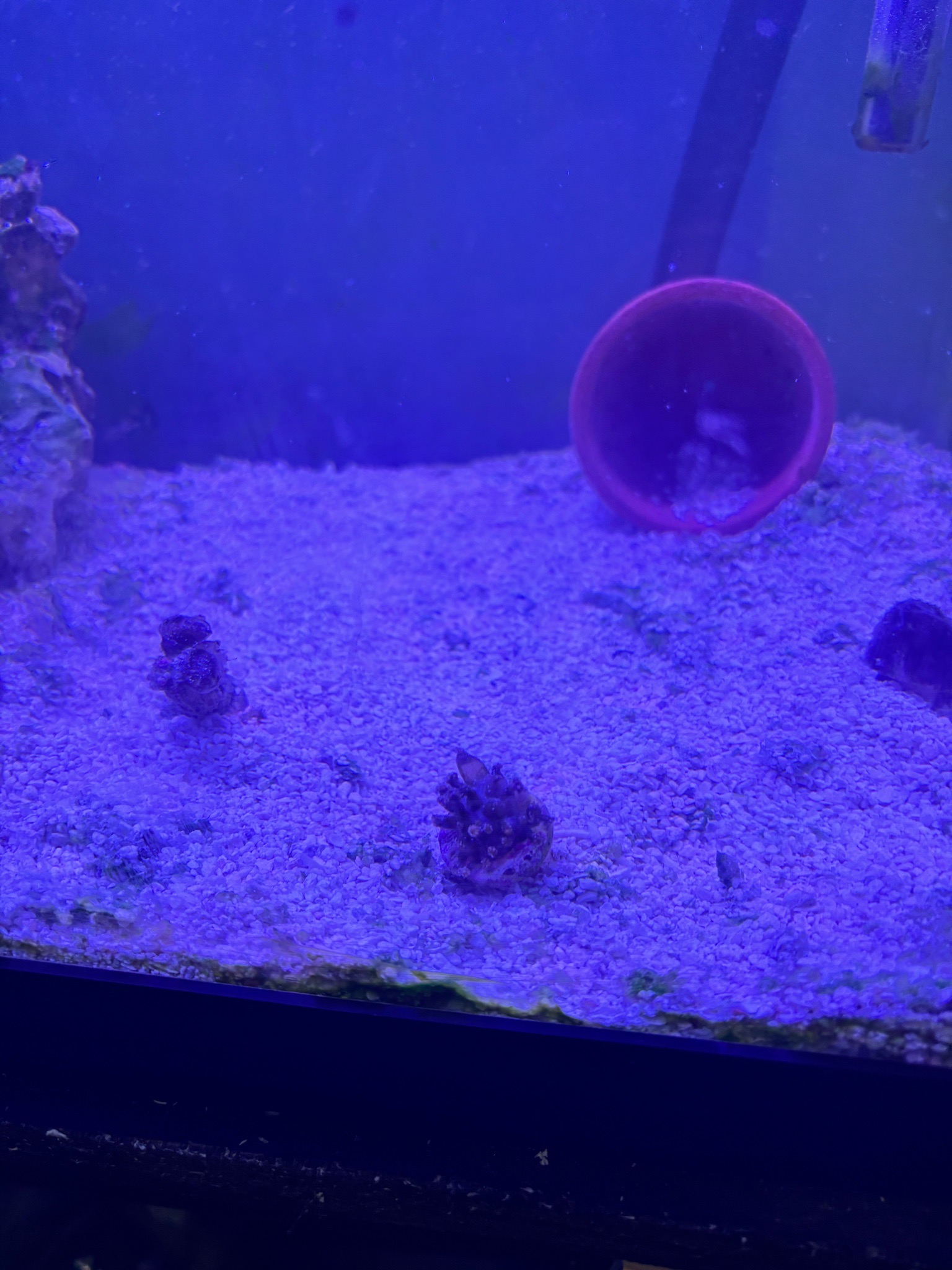 Why are my corals not opening at salinity 1.027 - coral (photo 3)