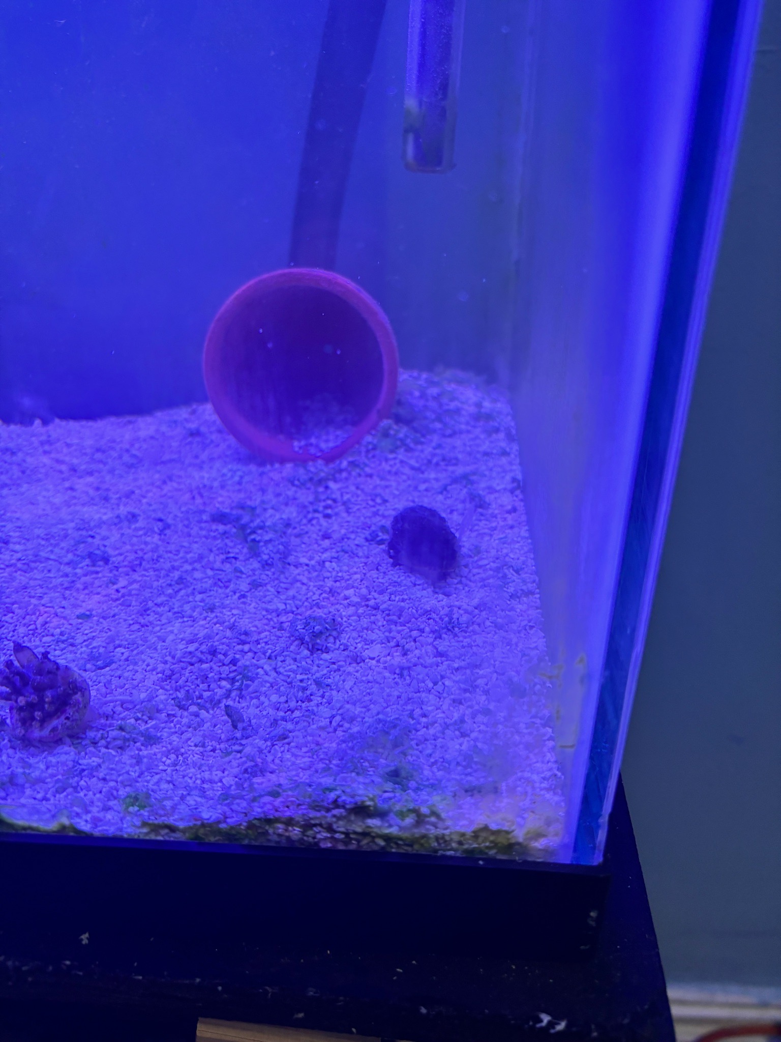 Why are my corals not opening at salinity 1.027 - coral (photo 2)