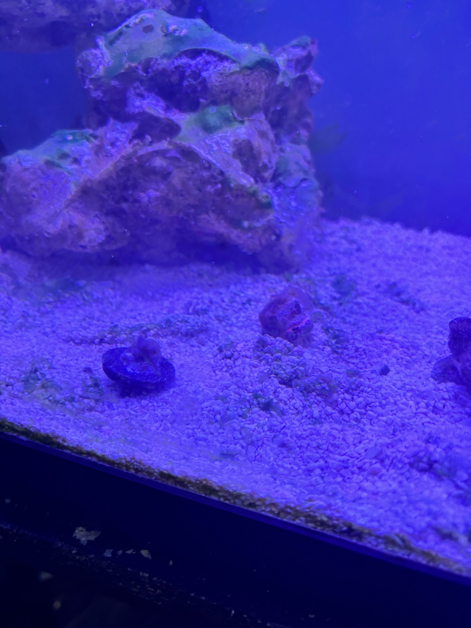 Why are my corals not opening at salinity 1.027 - coral (photo 4)