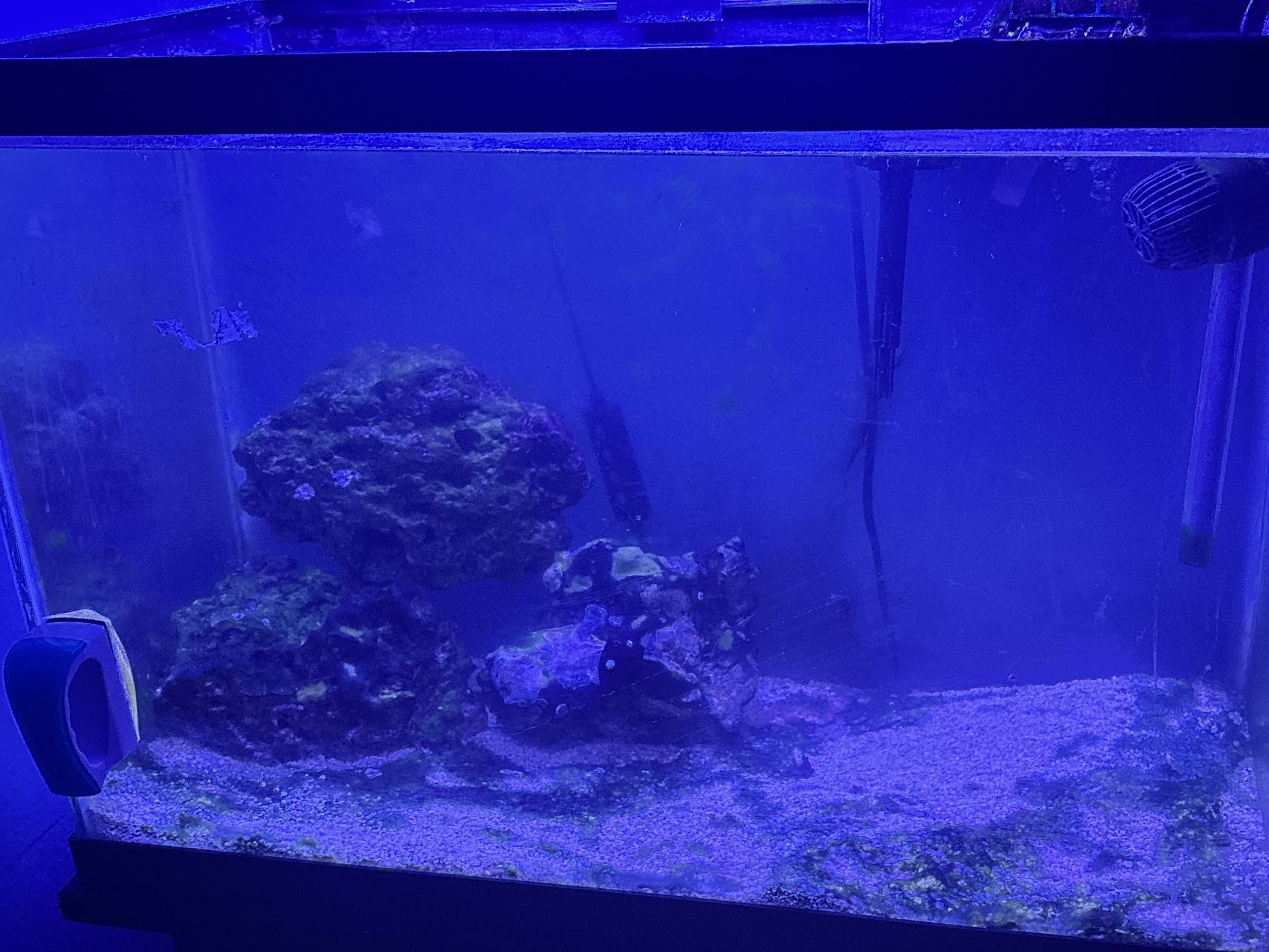 Can I keep a juvenile yellow purple or tomini tang in my reef tank - Zoanthid, juvenile tang, yellow tang