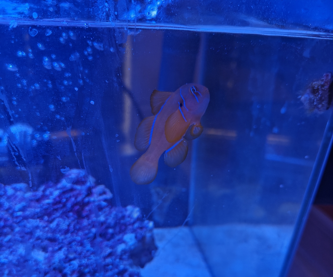 Citron Goby
