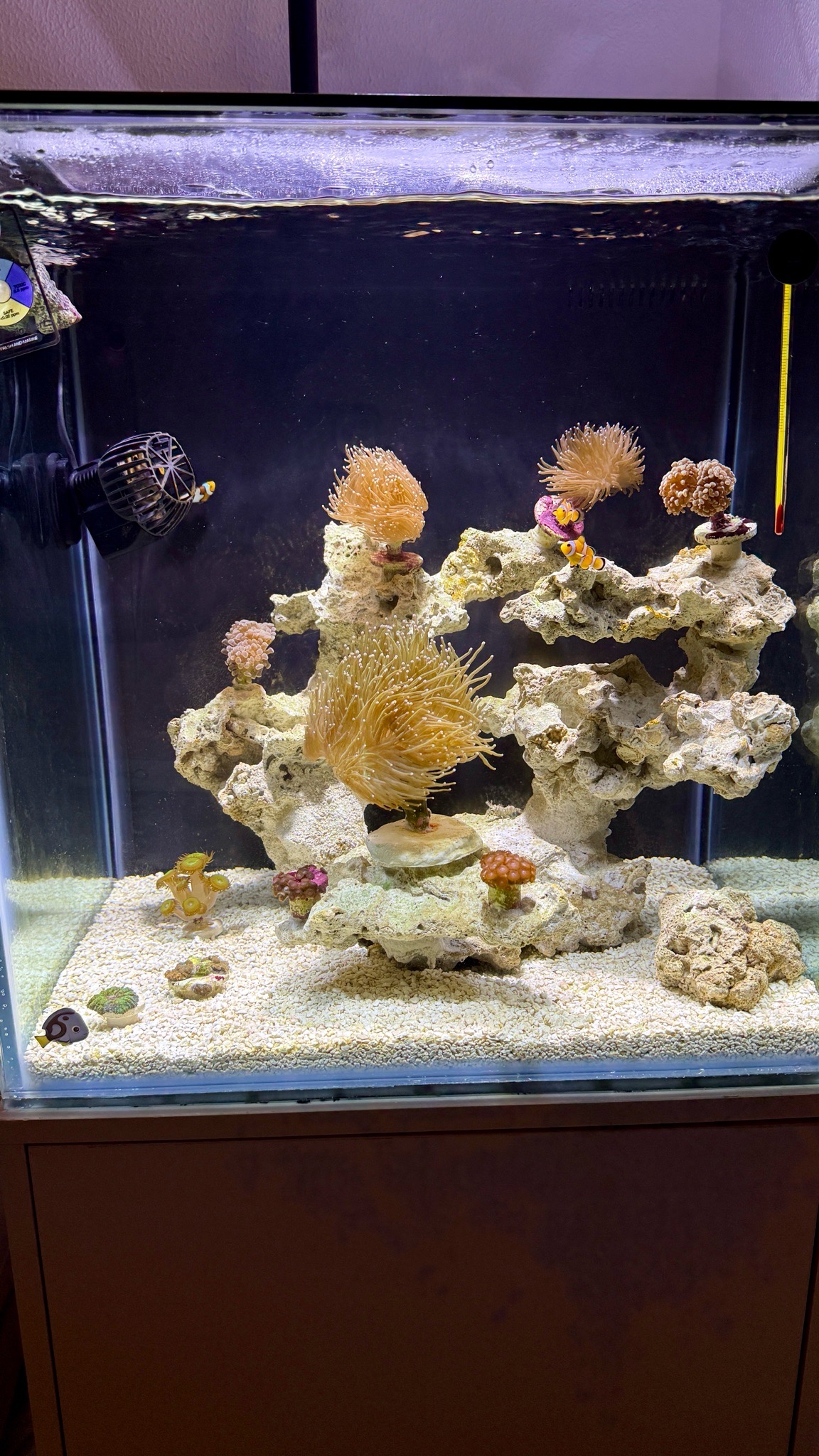 Clownfish with bubble tip anemones and zoanthids in reef tank - clownfish, bubble tip anemone, zoanthids