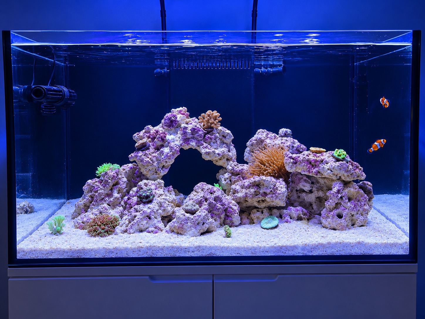 What are good additions for a clownfish urchin snail reef tank - clownfish, urchins, snails (photo 2)