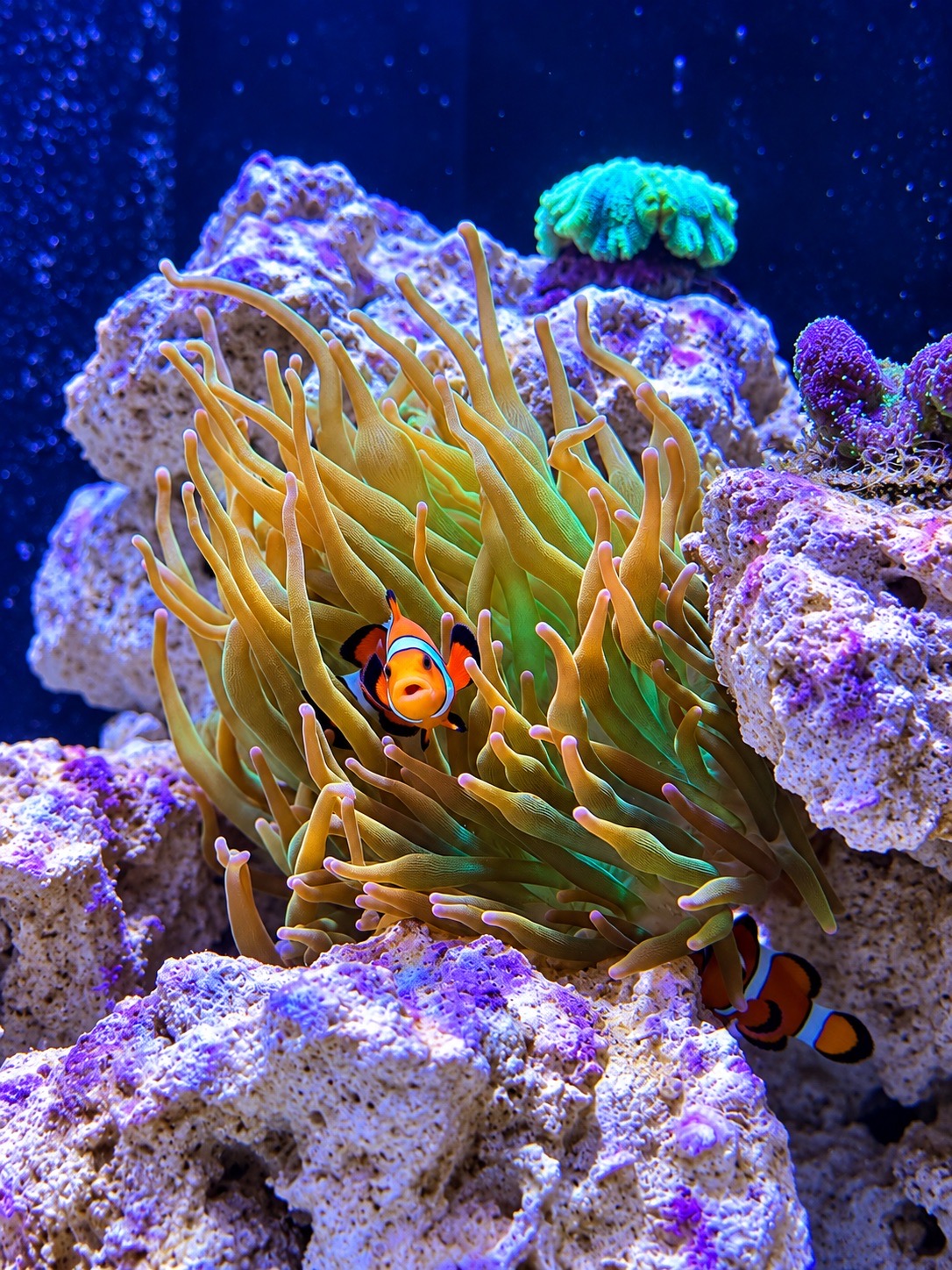 Looking for some recommendations! I’ve got 2 clownfish, a couple urchins and some snails....