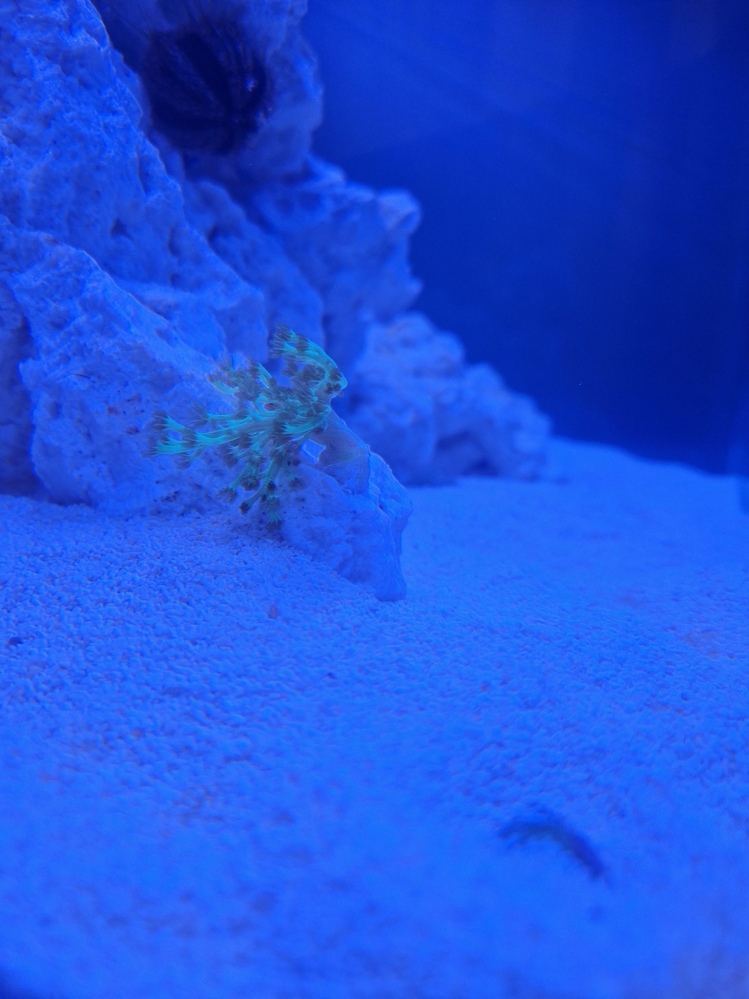 Why is my kenya tree coral not thriving in my marine tank - kenya tree coral (photo 2)