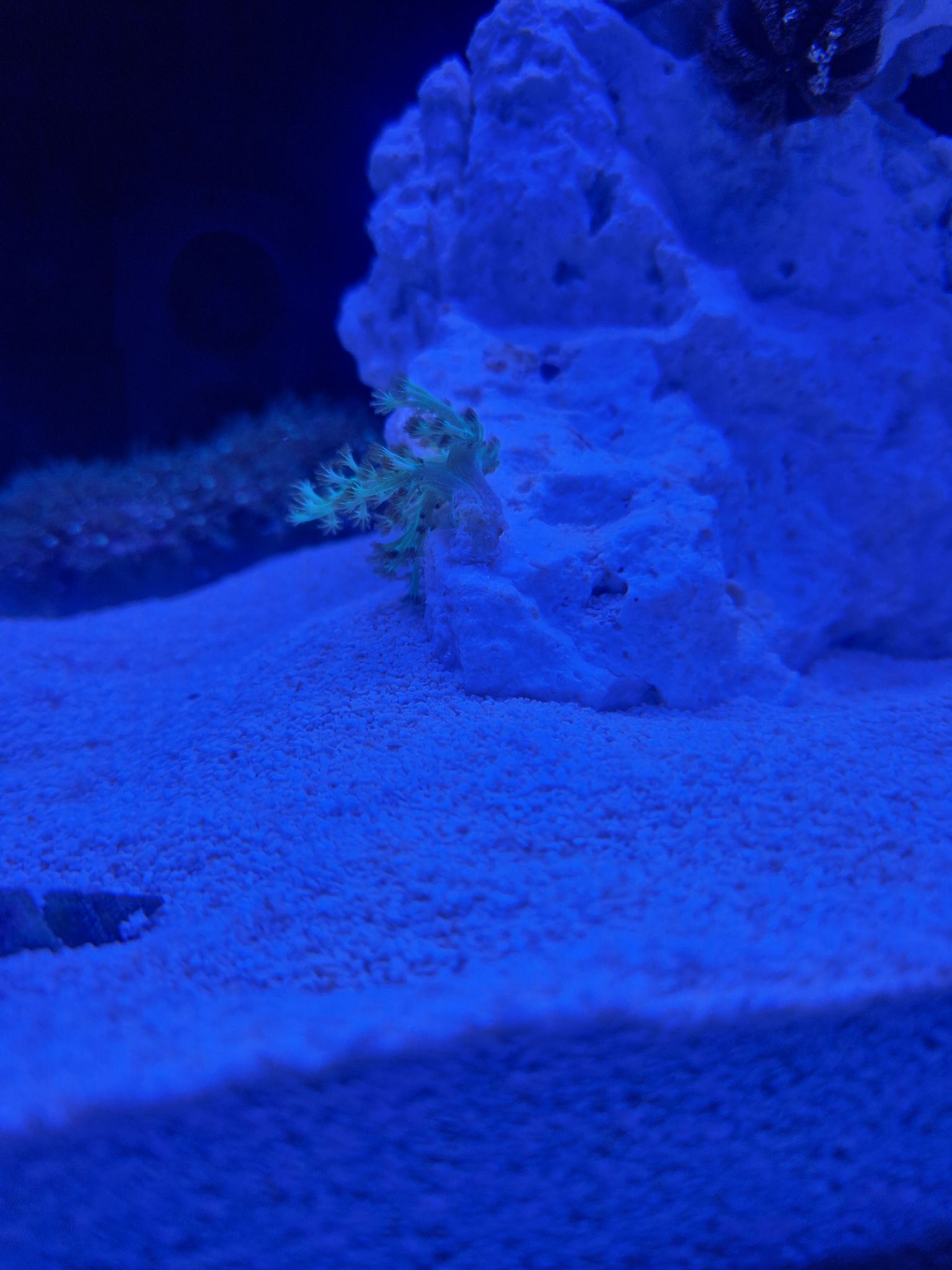 Why is my kenya tree coral not thriving in my marine tank - kenya tree coral