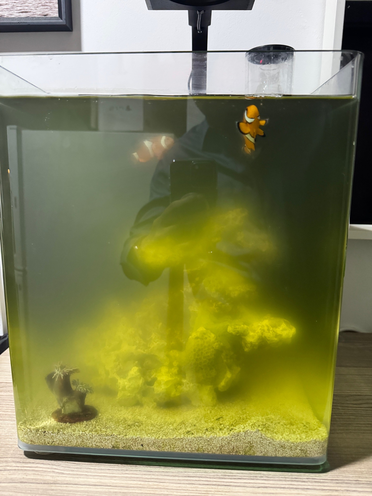 How to fix green algae bloom in clownfish reef tank - clownfish