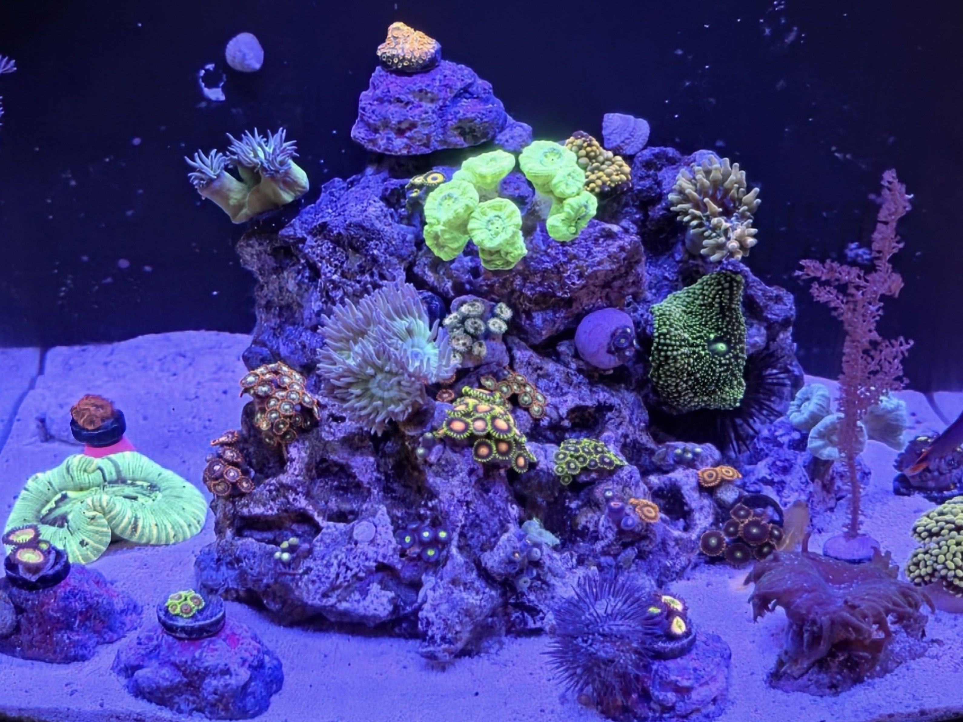 New reef tank introduction showcase
