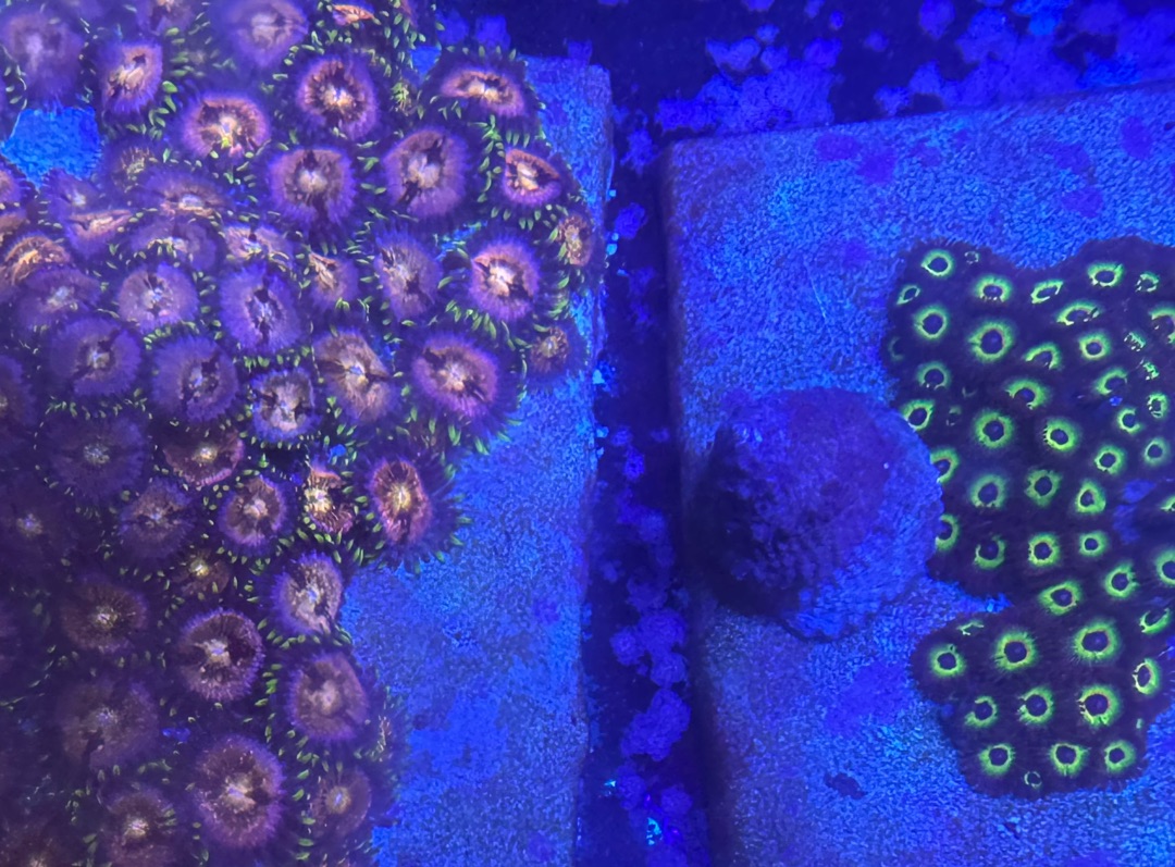 Tank Image