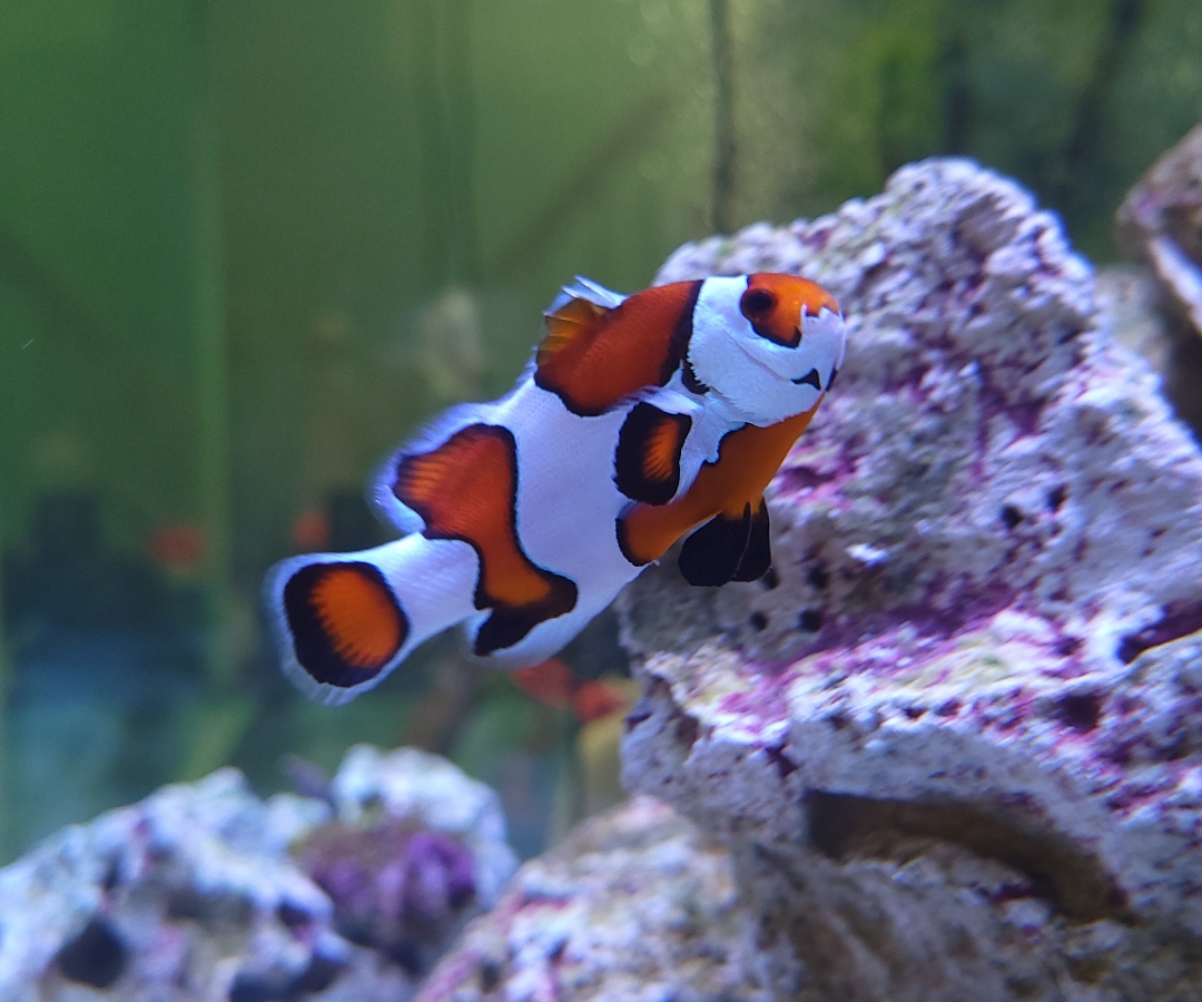Orange Storm Clownfish