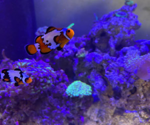 Black Ice Clownfish