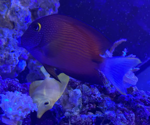 Whitetail Bristletooth Tang