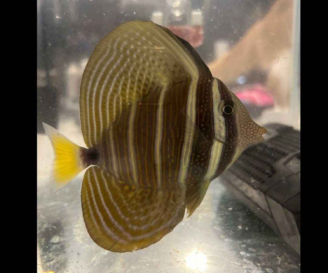 Sailfin Tang Care Guide ReefBay