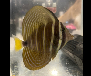 Sailfin Tang