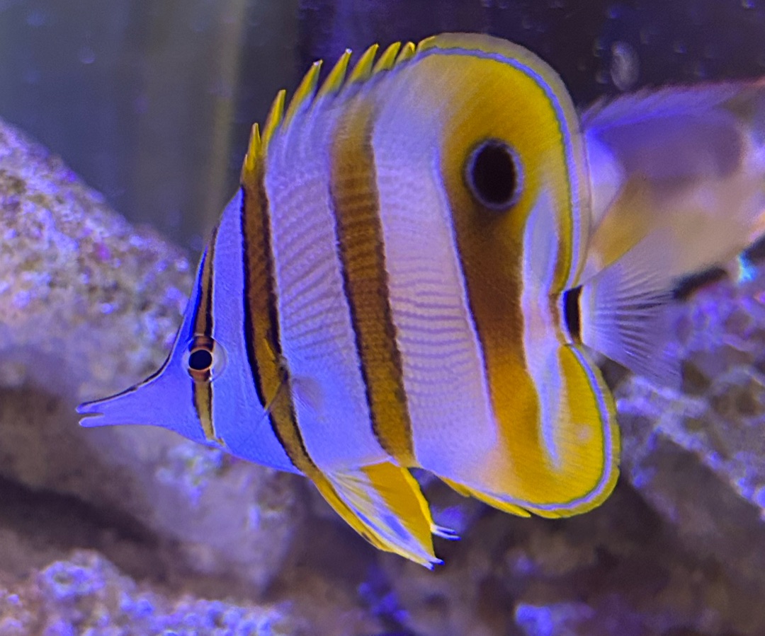 Copperband butterflyfish