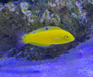 Yellow Coris Wrasse