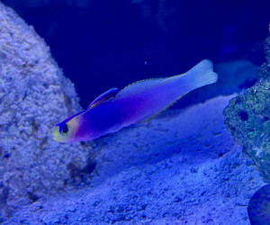 Fish Library Preview