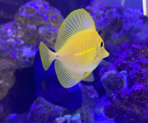 Yellow Tang grazing in a reef aquarium