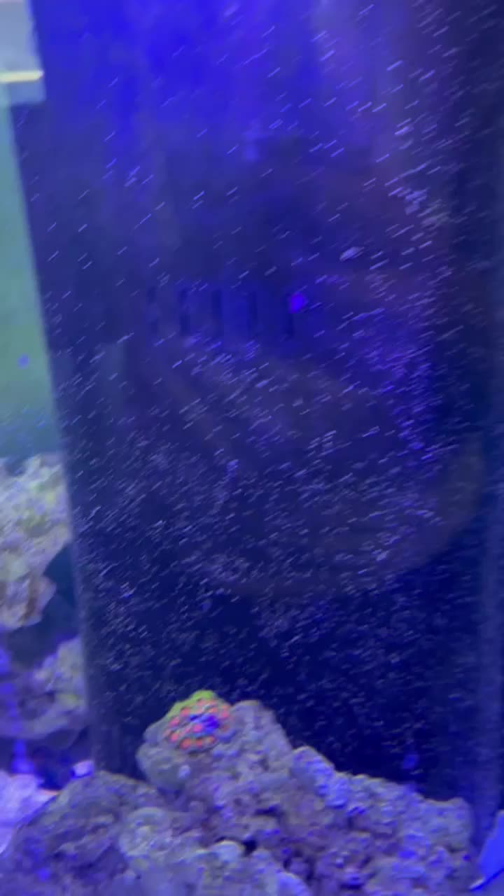 Sorry for the crappy video quality 🫠 just enjoying my tank!