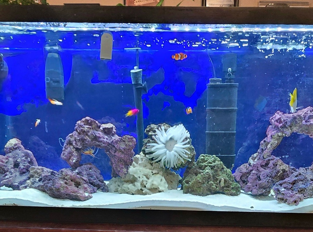 Tank Image