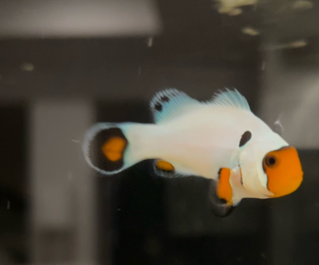 Wyoming White Clownfish