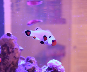 Wyoming White Clownfish