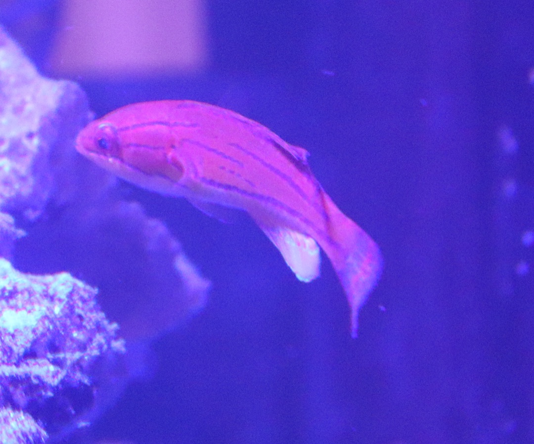 Carpenter's Flasher Wrasse