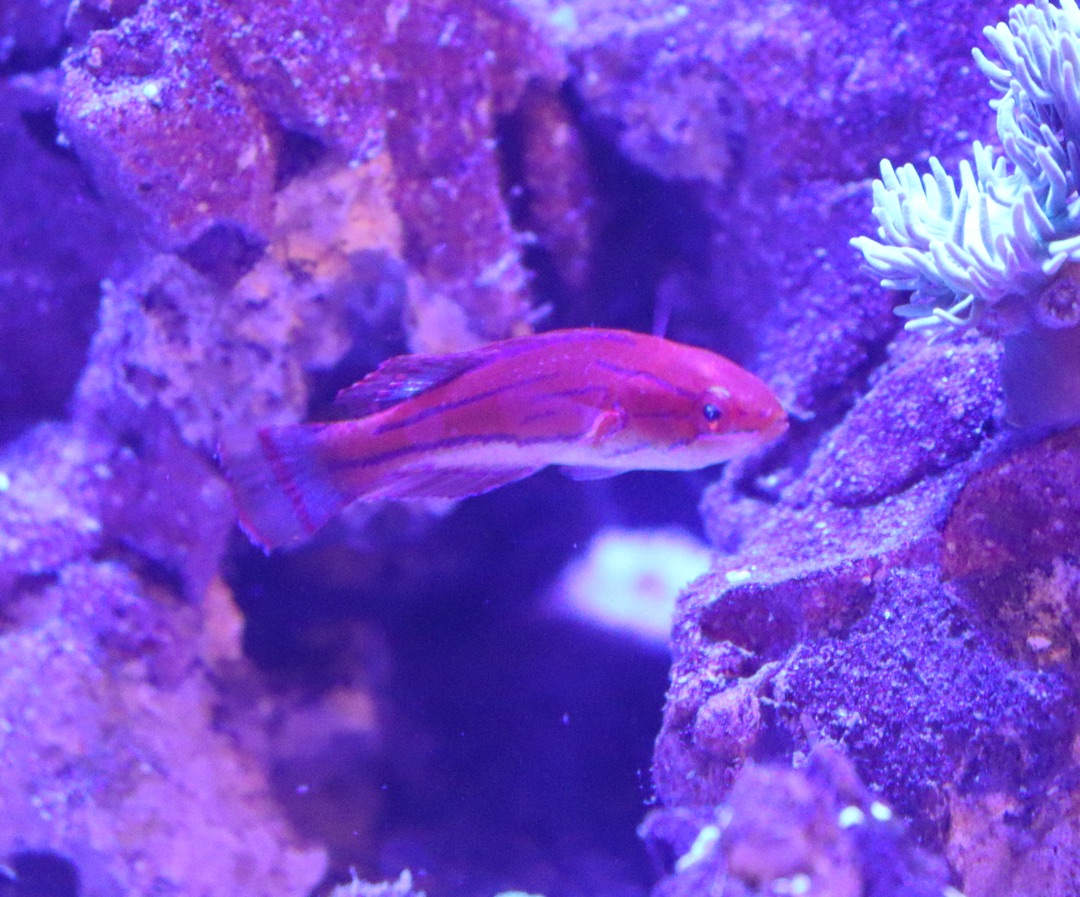 Carpenter's Flasher Wrasse