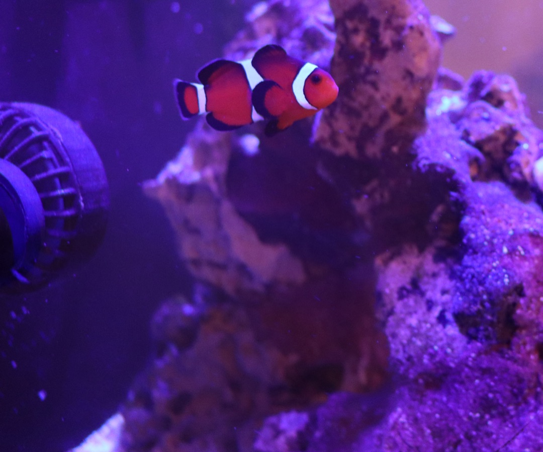 Ocellaris Clownfish