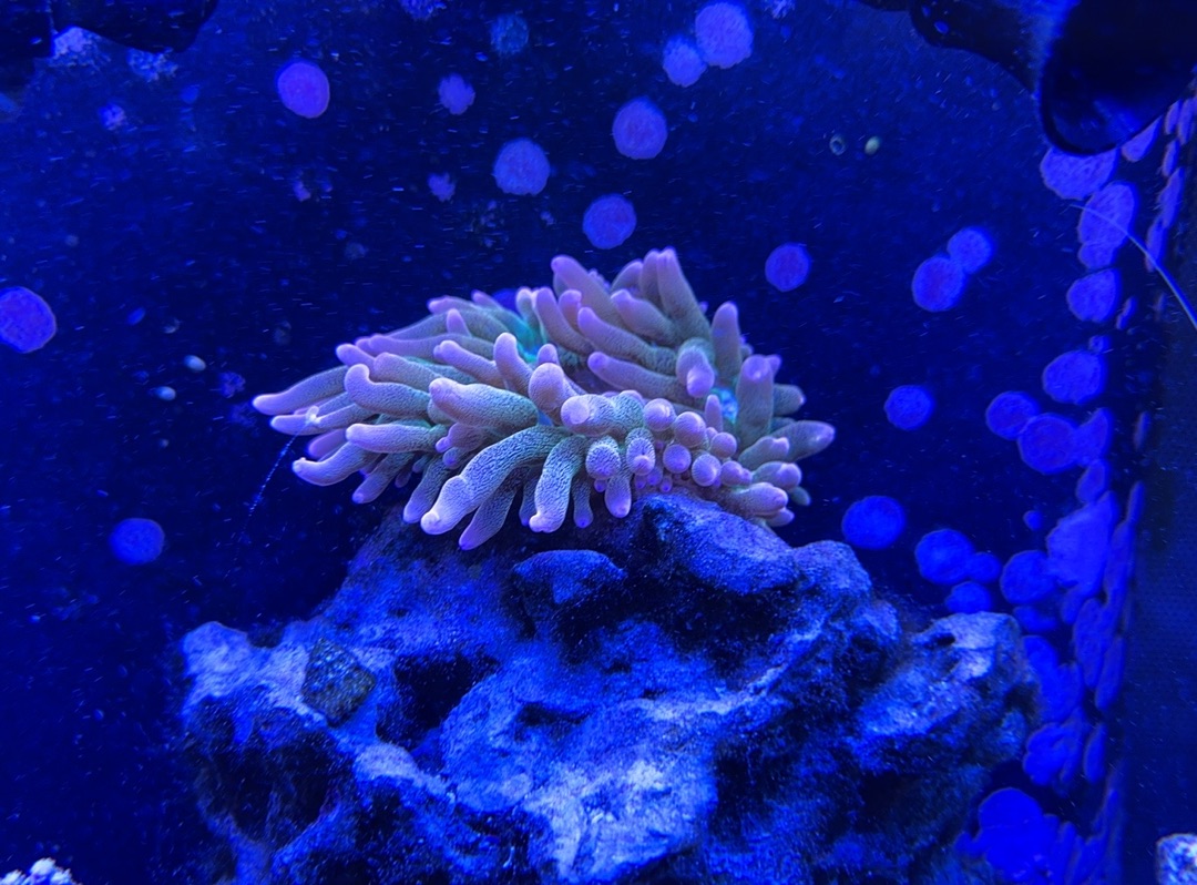 Tank Image