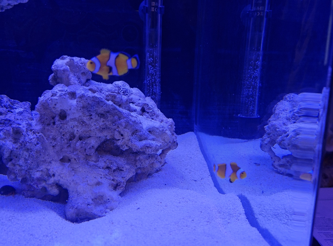 Tank Image