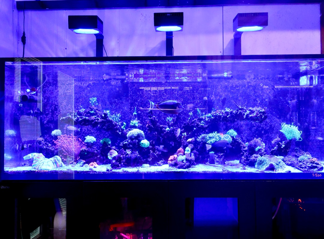 Tank Image