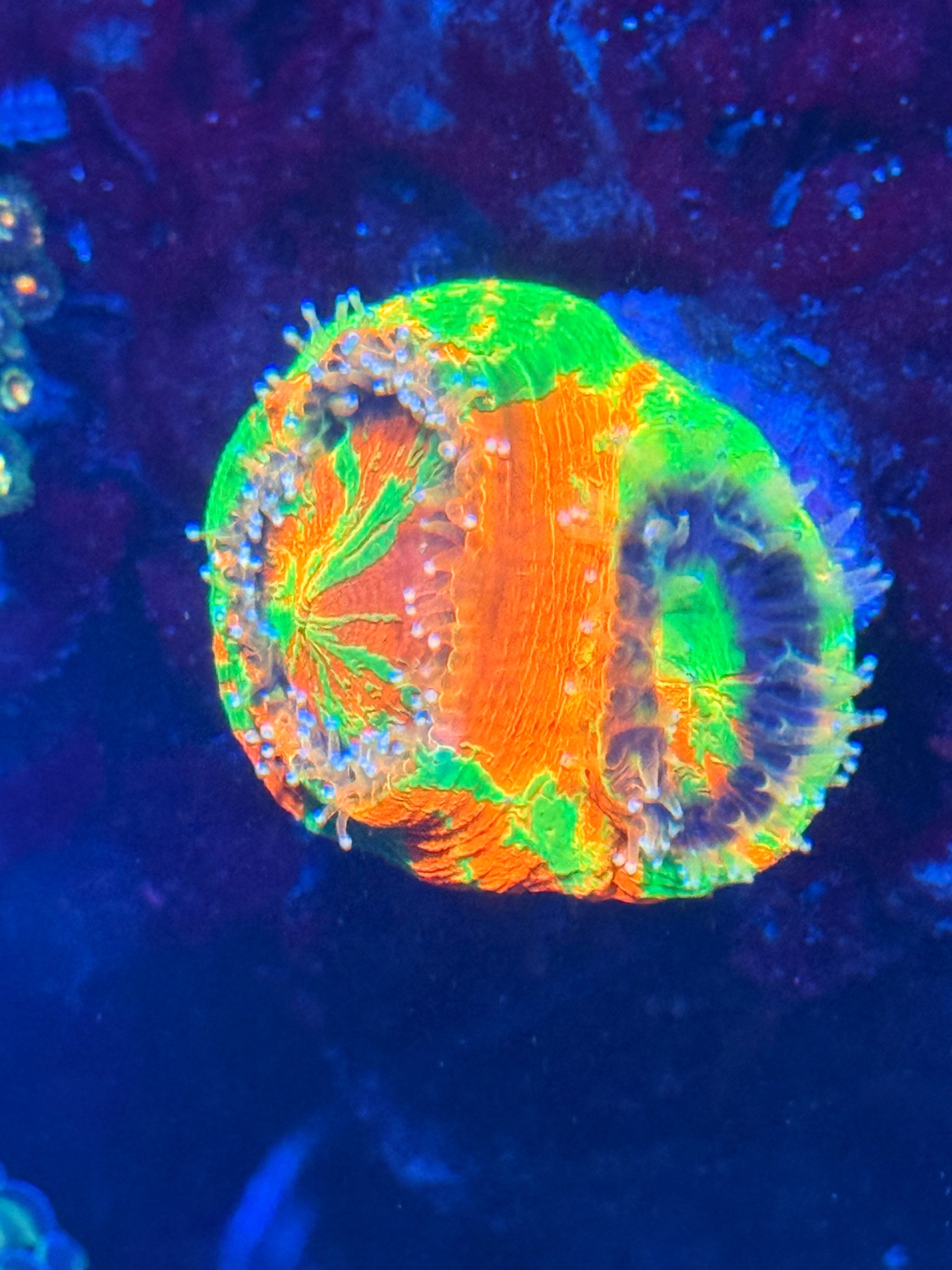 Happy Scolymia coral under blue reef lighting - Scolymia coral