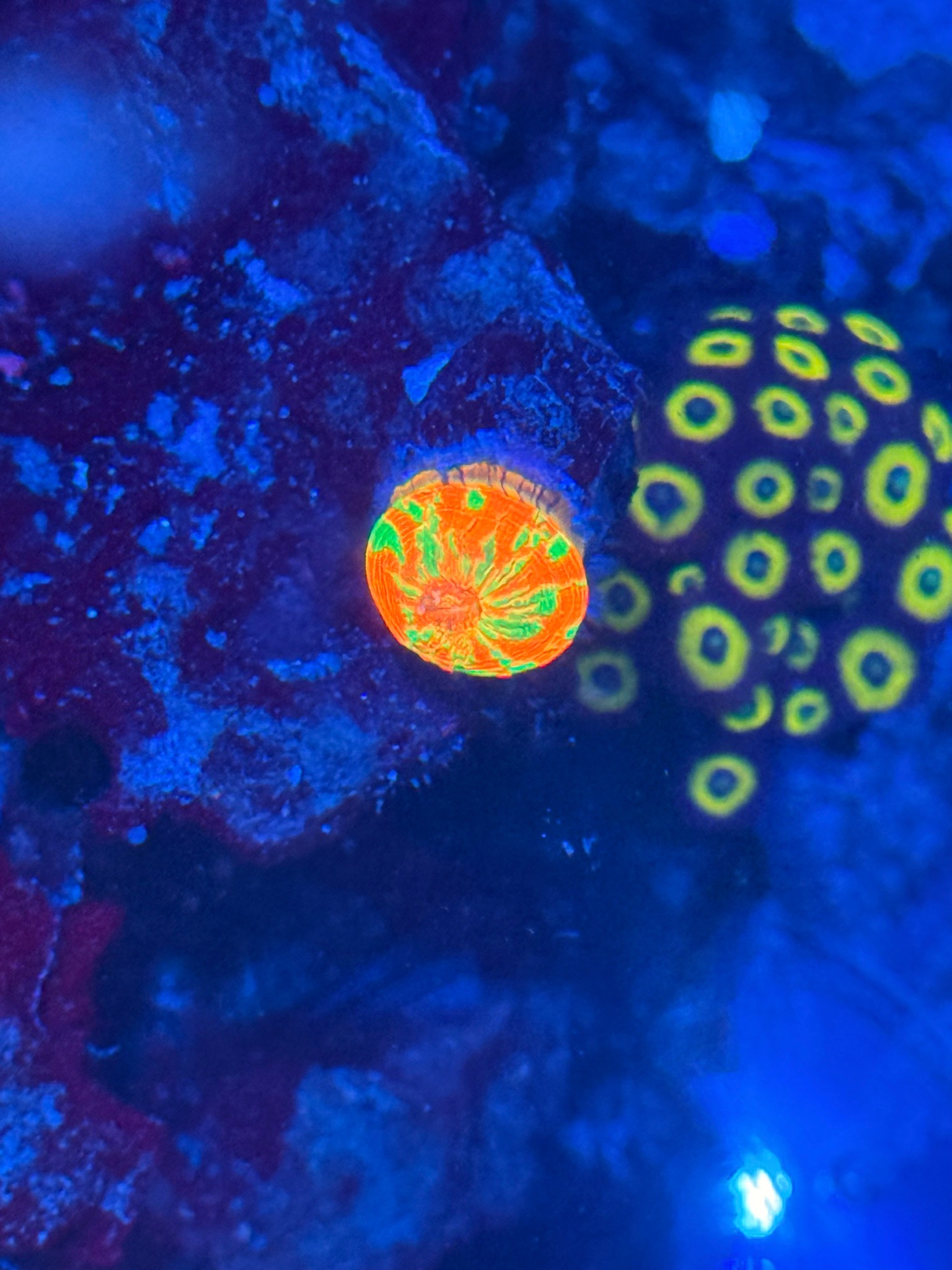 Happy Scolymia coral under blue reef lighting - Scolymia coral (photo 2)