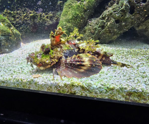 Scorpionfish