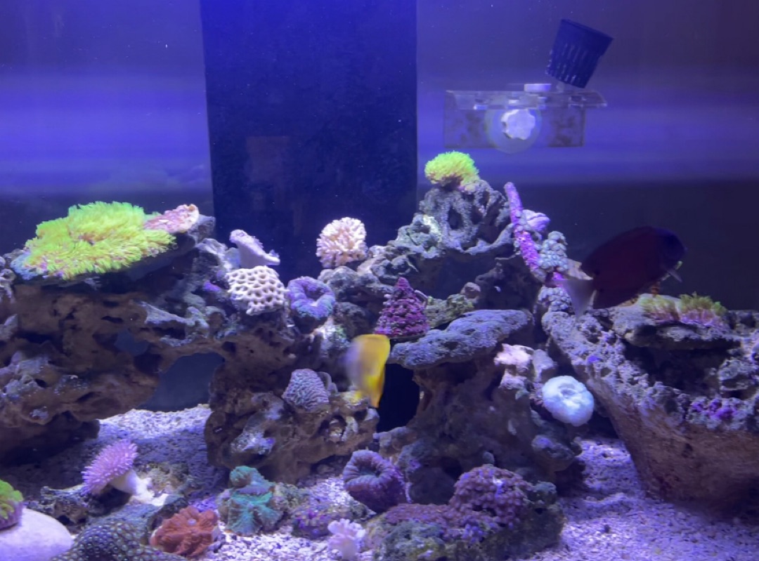 Tank Image