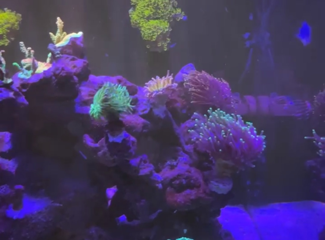 Tank Image