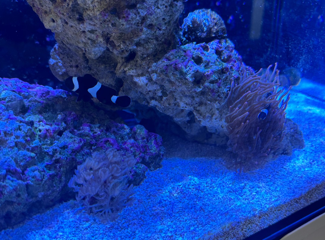 Tank Image