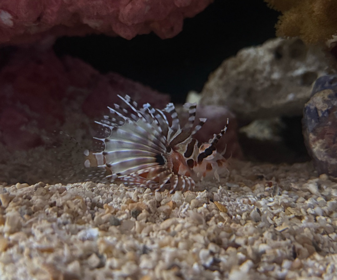 Dwarf Lionfish