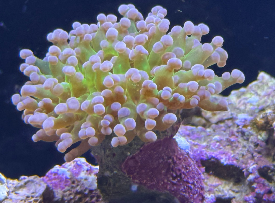 Tank Image