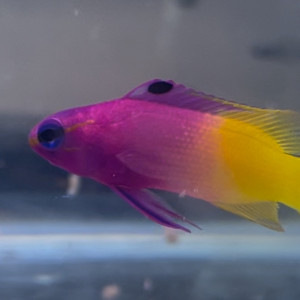 Fish Library Preview