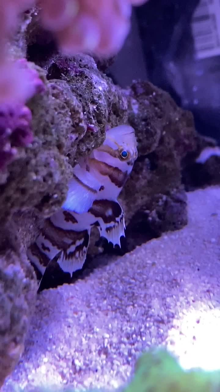 Circus Goby