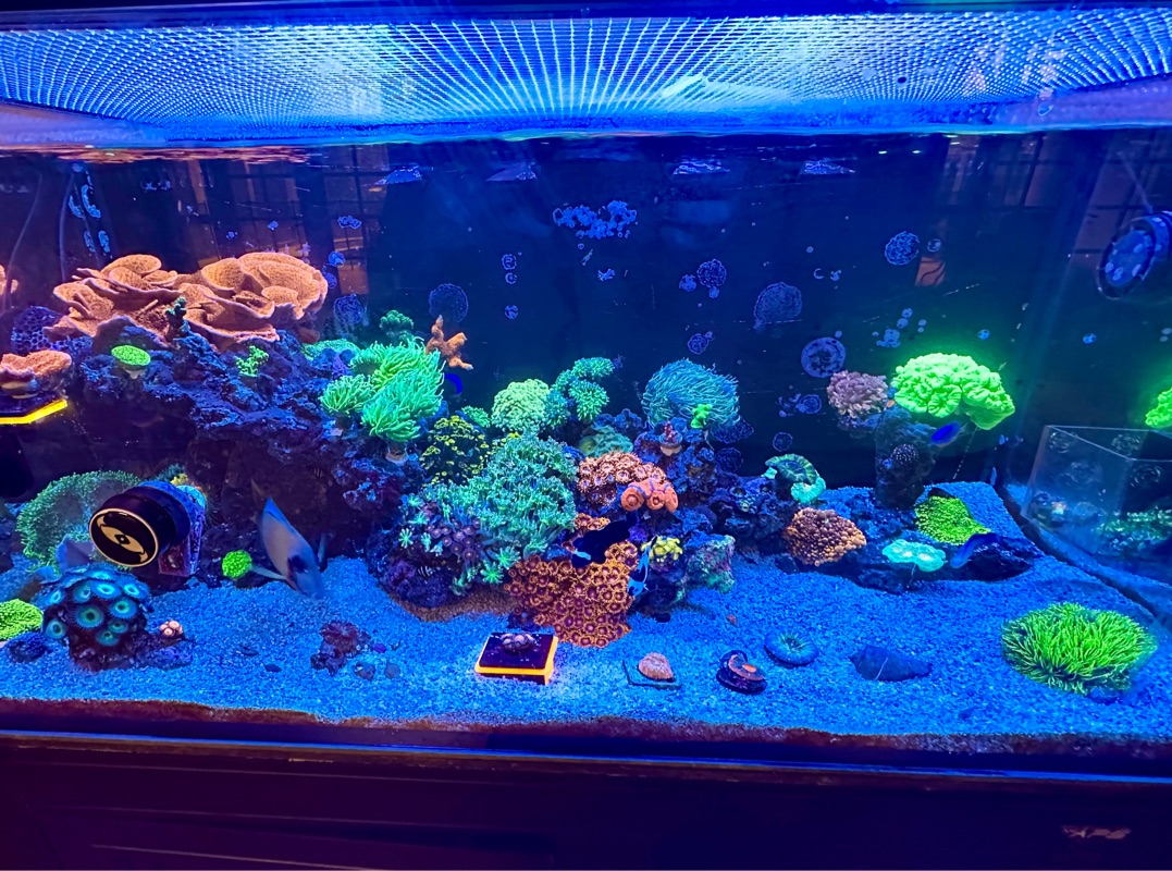 Tank Image