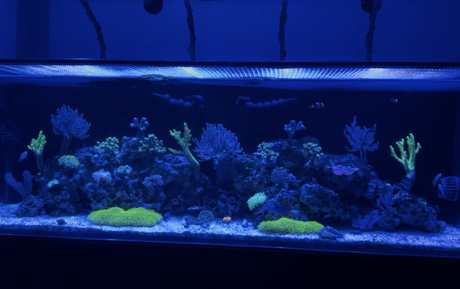 Tank Image